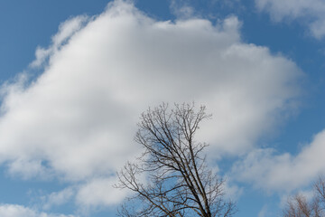 trees and clouds