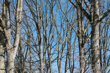 bare trees on a blue sky in winter