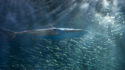 shark and many small fish with ray lights in Nagoya aquarium