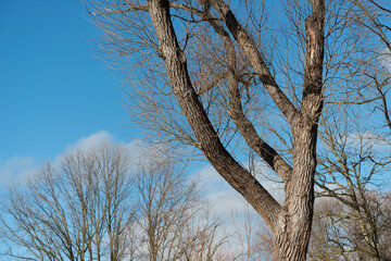 winter sun on trees and blue sky with clouds