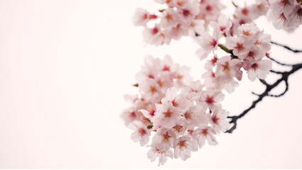 Pink cherry blossom or sakura flora bloom on white background