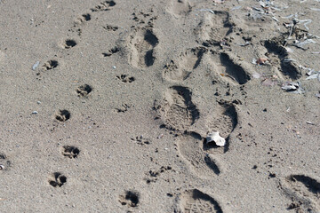 various footprints on the sand
