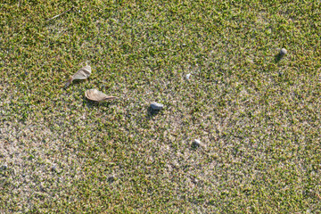 grains of sand and grass with stones and other natural debris