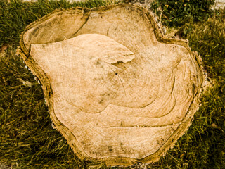Tree trunk on green grass