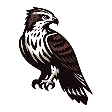 recommend clip art: Wild animal bird of prey, raptor bird vector design illustration, hawk eagle falcon logo flat design template isolated on white background