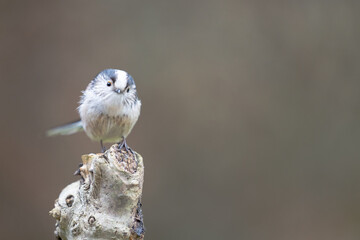 Long Tailed Tit (Aegithalos caudatus) perched on a branch in a British back garden - Yorkshire, UK...
