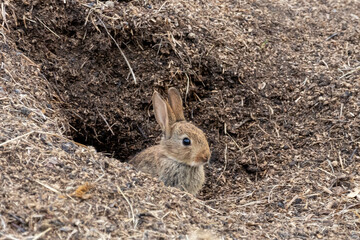 rabbits burrow - obrazy, fototapety, plakaty