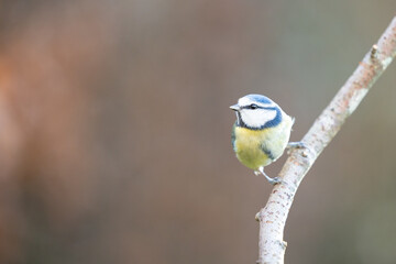 Adult Blue Tit (Cyanistes caeruleus) posed on a branch in a British back garden in Winter. Yorkshire, UK