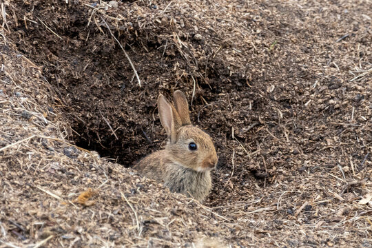 rabbits burrow