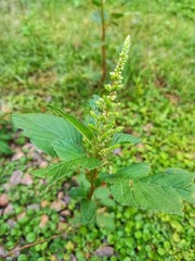 Spinach (Amaranthus) is a plant that is usually grown for its leaves to be consumed as a green vegetable.