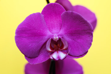 Beautiful purple orchid on yellow background. Close-up.
