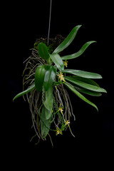 Phalaenopsis cornu-cervi orchid against a black background. Close-up view of the orchid.