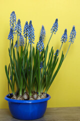 Blue grape hyacinths on a yellow background. Shallow depth of field