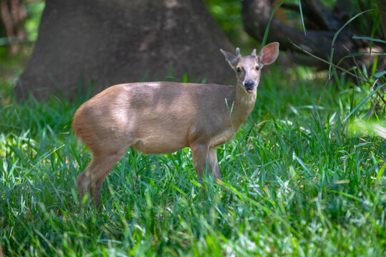 Red deer (Mazama americana) known as "veado-da-mata" or "veado mateiro" isolated in selective focus