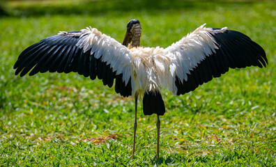 Jaburú bird (tuiuiú) with dry head, walking sideways over the range in selective focus