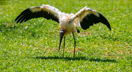 Jaburú bird (tuiuiú) with dry head, walking sideways over the range in selective focus