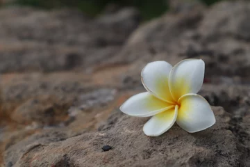 Gordijnen frangipani plumeria flower © ธีรยุทธ มะโนชาติ