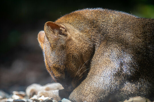Wild Jaguarundi side portrait (Herpailurus yagouaroundi) - Central and South American slender wild cat