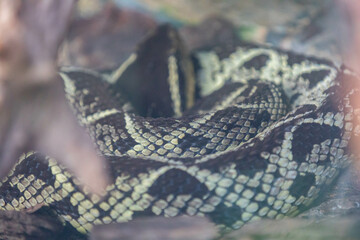 Obraz premium Brazilian snake portrait in closeup and selective focus