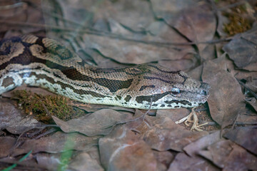 Brazilian snake portrait in closeup and selective focus