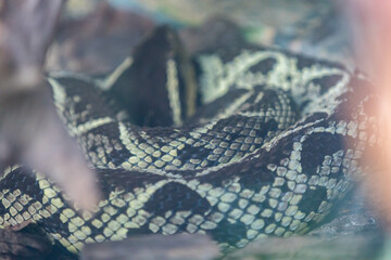 Brazilian snake portrait in closeup and selective focus