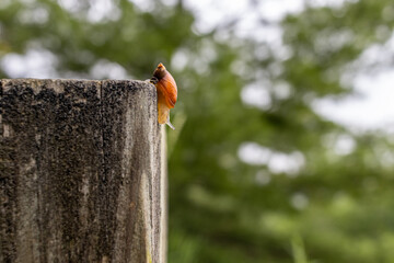 Small orange snail with a glossy shell - perched on the edge of a textured, grey stone pillar -...