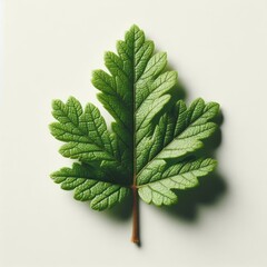green leaf on a white background - obrazy, fototapety, plakaty