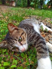 Wild cat. house cat.
