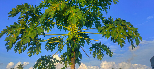 MAKASSAR, INDONESIA Asia, 1 February 2024 papaya trees bear heavy fruit with green fruit