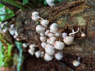 Wood fungus