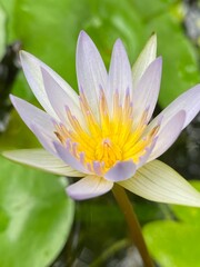 water lily