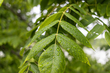 Green leaves - covered in dewdrops - close-up view - natural setting - fresh and vibrant atmosphere. Taken in Toronto, Canada.