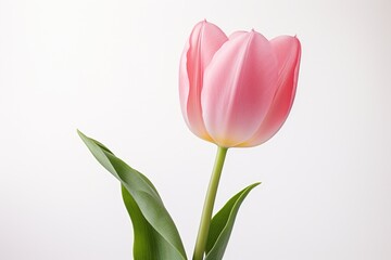 Pink Tulip