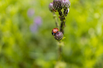 A ladybug clings to a purple thistle flower - lush green field background. Taken in Toronto, Canada.