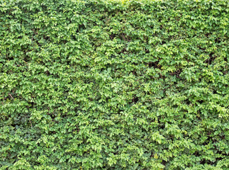 Fragment of a living green fence in daylight