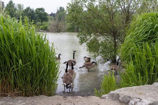 A serene lakeside scene - a group of Canada geese entering shallow waters - surrounded by lush greenery and rocks. Taken in Toronto, Canada.