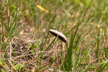 A lone mushroom stands amidst green grass - wild, untouched landscape - blurred grass background. Taken in Toronto, Canada.