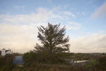 drzewo,Irlandia 