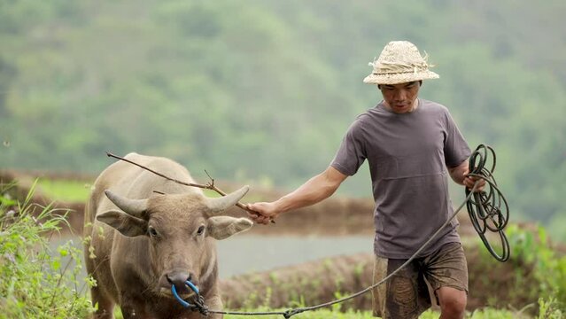 Young asian farmer man in straw hat walking in rice field with water buffalo