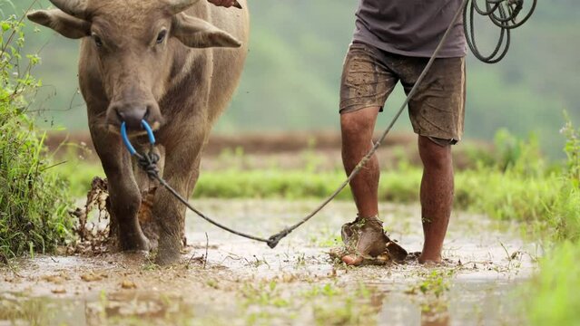 Domestic water buffalo ploughing rice terrace using weight of animal to soften soil
