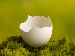 Empty egg on moss