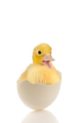 Adorable duckling in white egg - 727214654