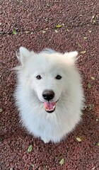 Samoyed dog looking and smiling at the camera on a red stone floor in Buenos Aires, Argentina