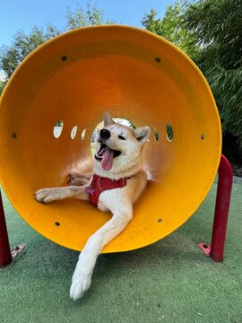 Akita inu dog looking tired and laying rest on a dogs playground game in Buenos Aires, Argentina