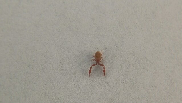 Pseudoscorpion walking on a white background. pseudo scorpion isolated. also known as a false scorpion or book scorpion, is an arachnid belonging to the order Pseudoscorpiones, Pseudoscorpionida

