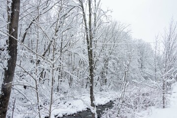 snow covered trees