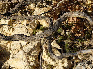 Montagne de la Mare-Provence