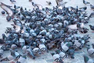 A large flock of pigeons are in the city square, eating the food thrown by people,