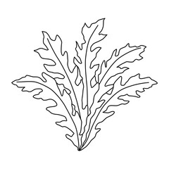 Arugula isolated on white background. Black and white vector illustration