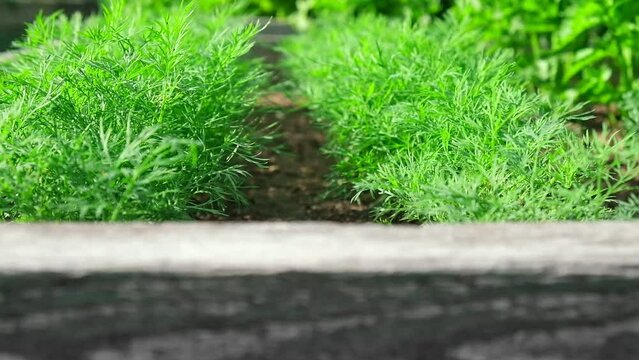 Parsley Growing in the Garden Area. Side View in Sundown Lighting. Petroselinum Crispum is Grown Outdoors. Green background of Spicy Herbs, Close-up. Flat Leaf Italian Parsley Planting in Rows.	
